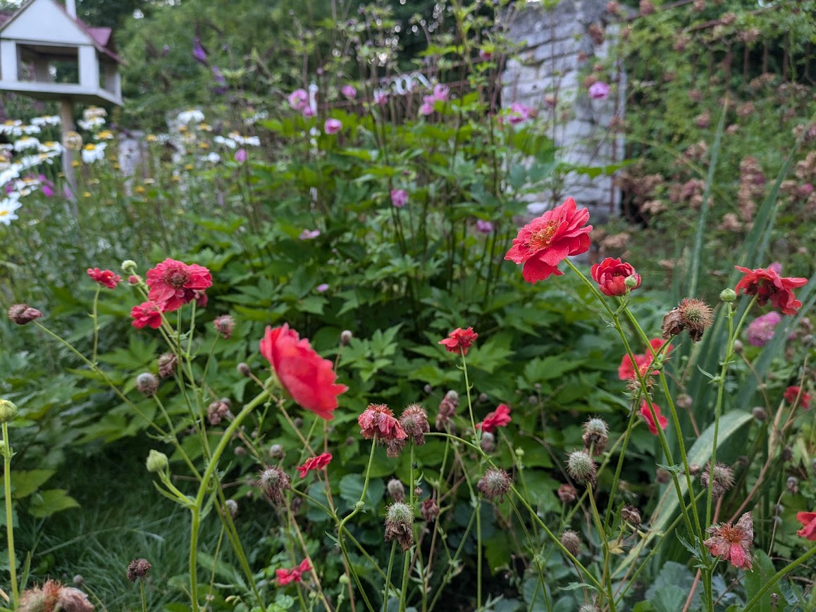 Které trvalky nežerou slimláci?