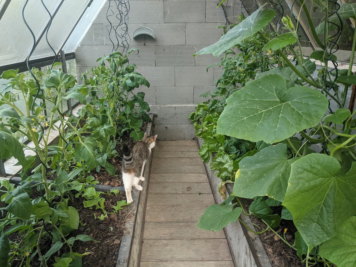 Jak připravit skleník na sezónu. Pozor na sirné svíce a dusíkaté vápno