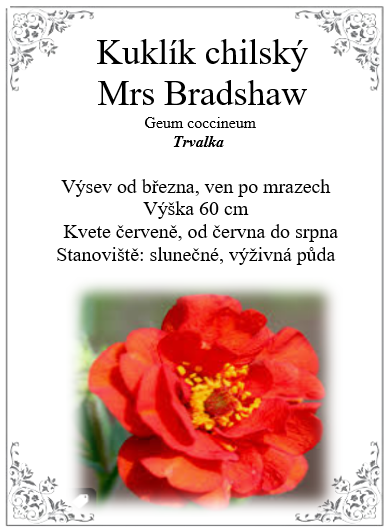 Kuklík Mrs. Breadshaw (semena)