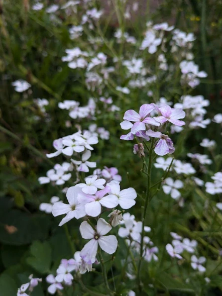 Večernice vonná (semena)