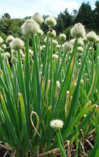 Vytrvalá cibule – Ošlejch (semena)