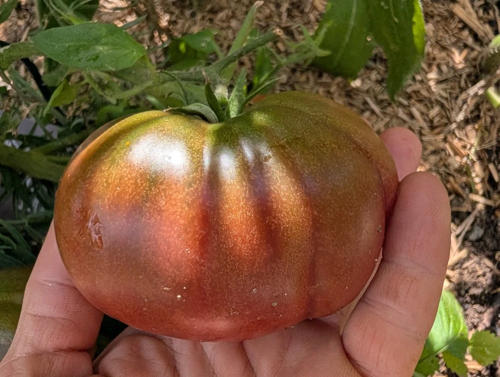 Rajče Black Krim