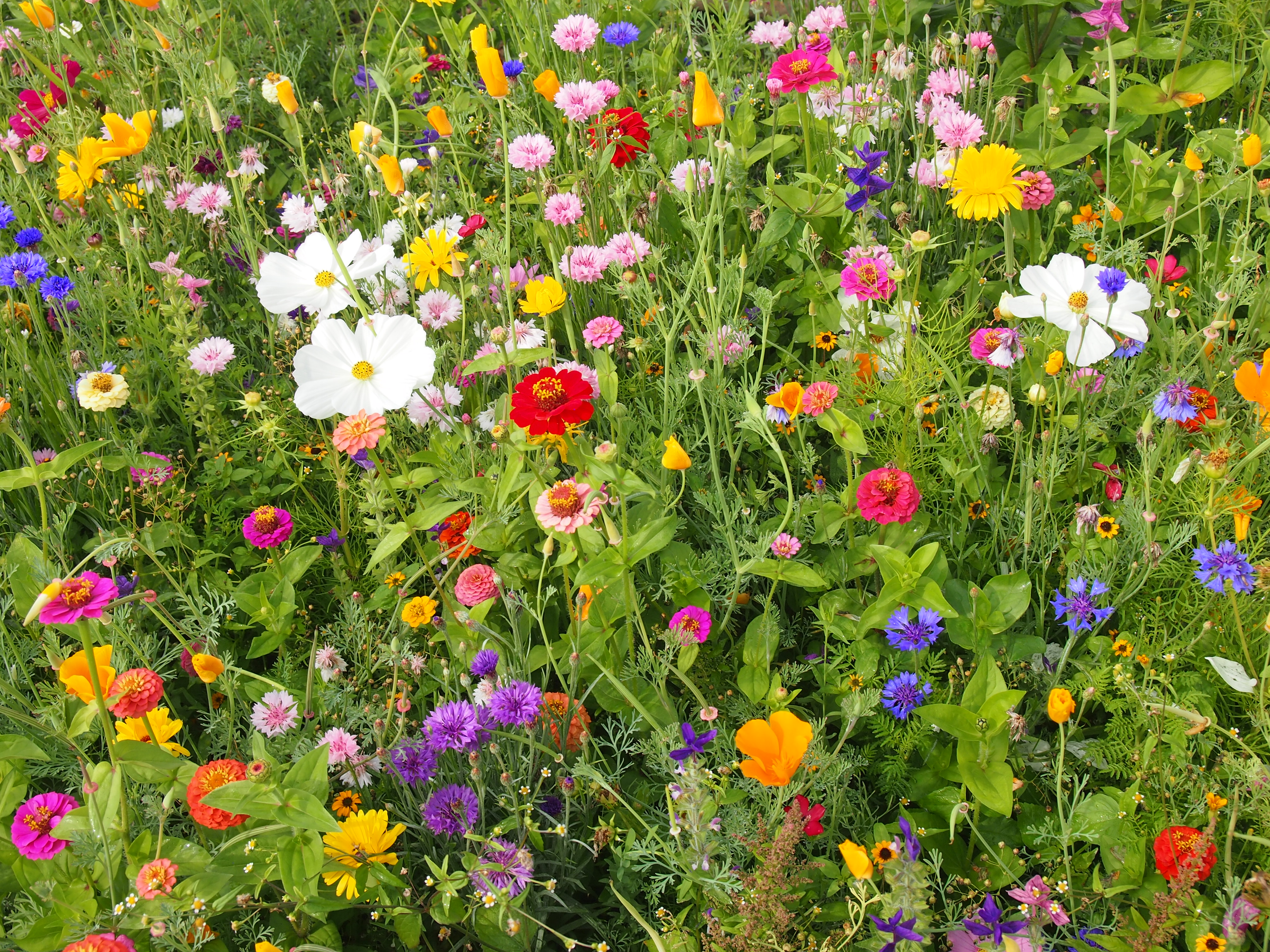 Včelí mls, 20 g, 10 m2