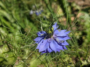 Černucha