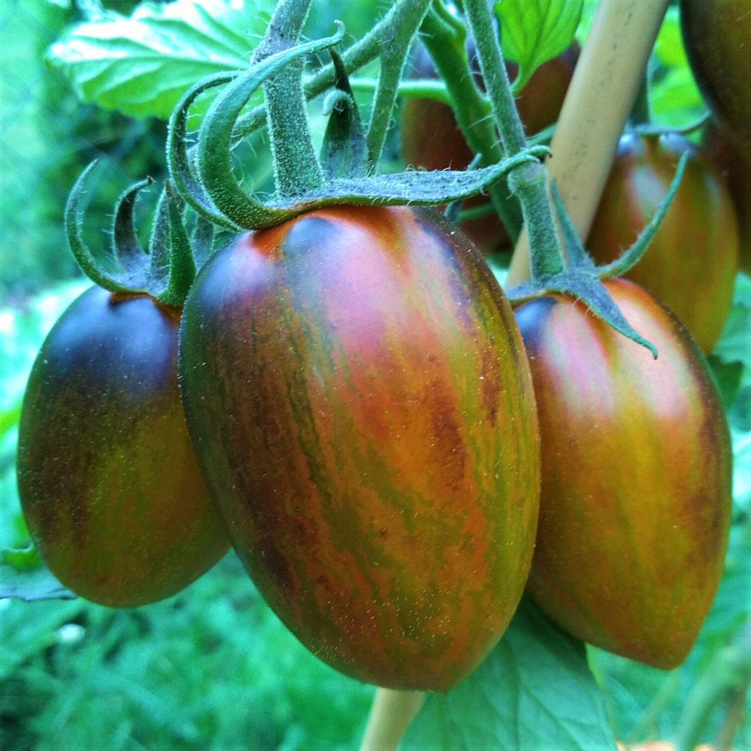 Rajče Atomic Grape