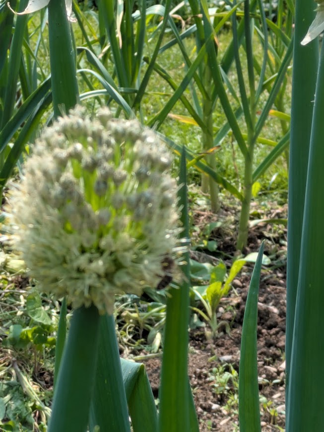 Vytrvalá cibule – Ošlejch (semena)