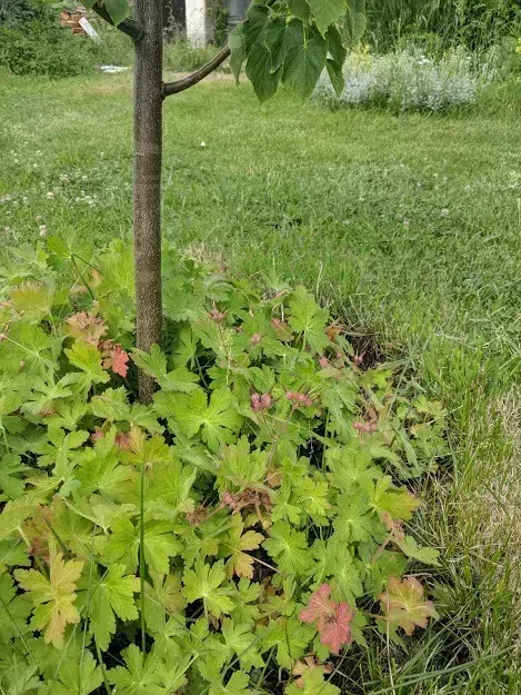 Kakost oddenkatý, 20 oddenků