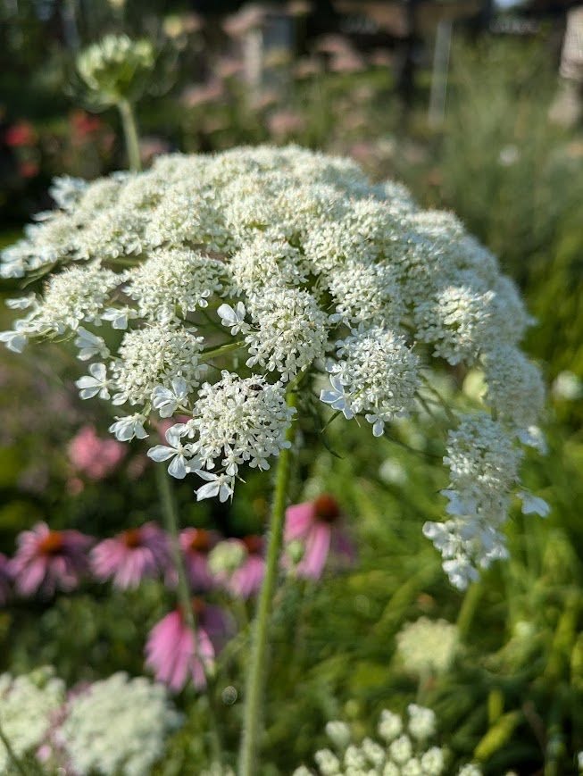 Okrasná mrkev bílá a růžová
