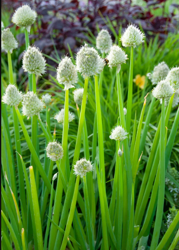 Vytrvalá cibule – Ošlejch (semena)