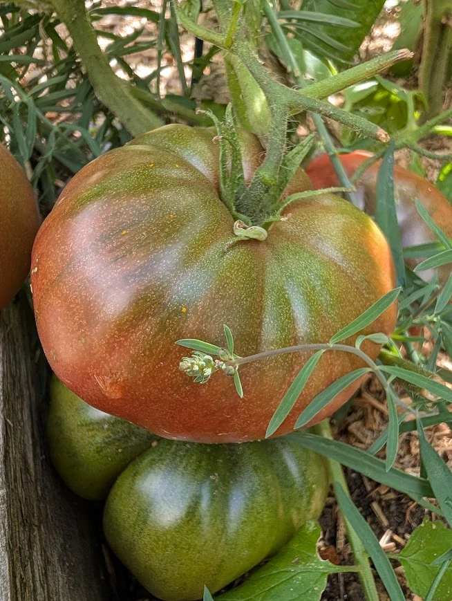 Rajče Black Krim