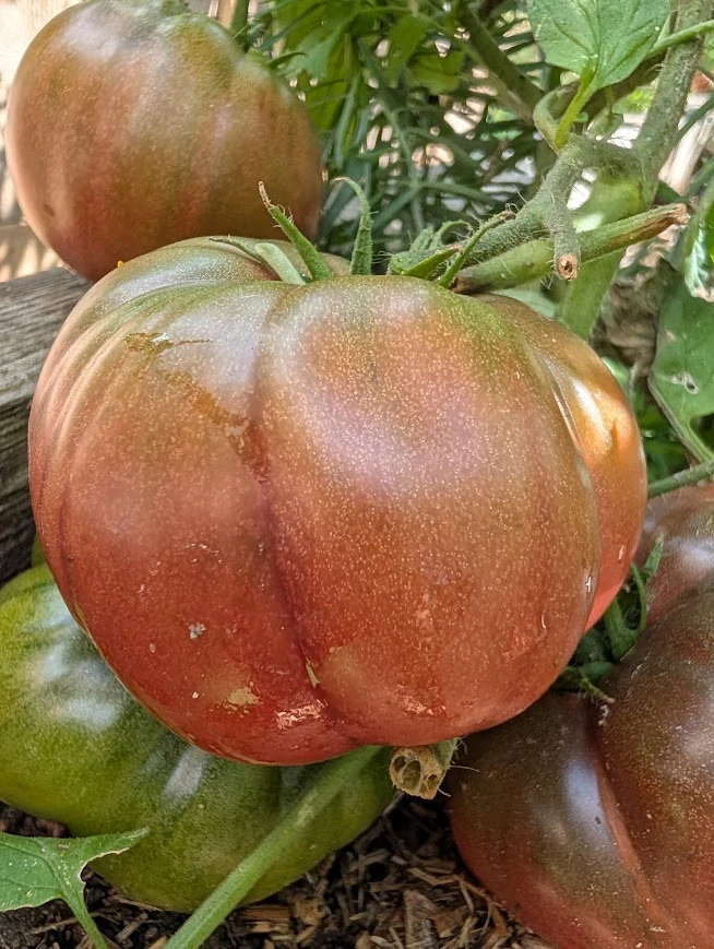 Rajče Black Krim