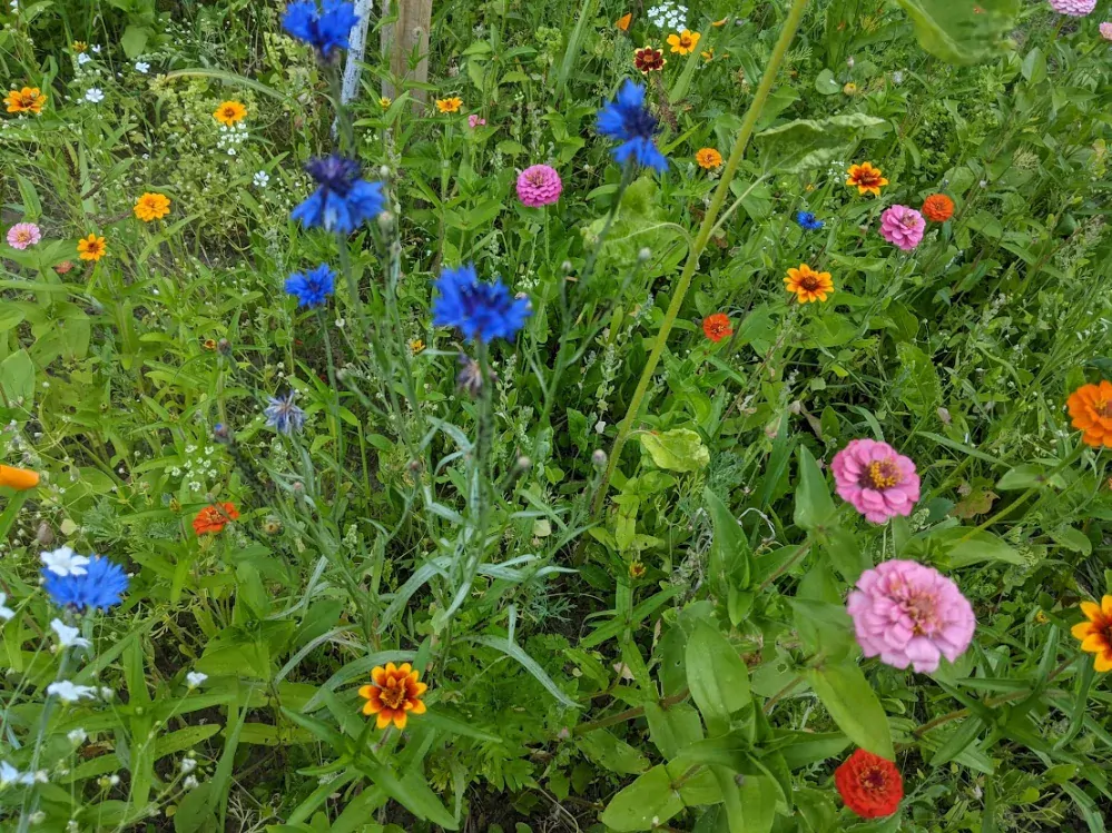 Economy - směs letniček (100g)