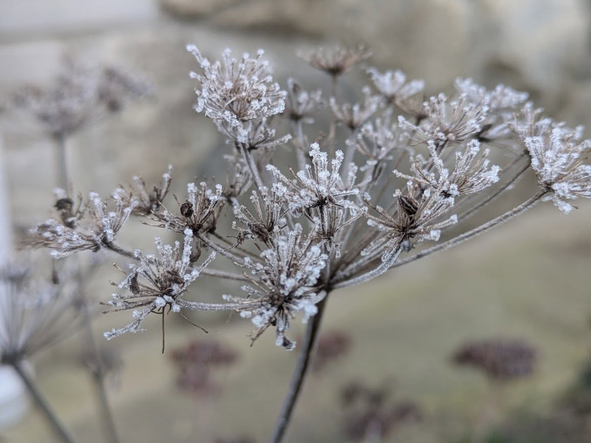Cenolophium denudatum - semena
