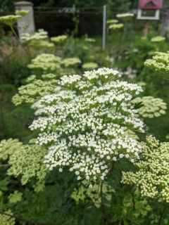Cenolophium denudatum - semena