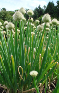 Vytrvalá cibule – Ošlejch (semena)