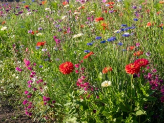 Barevný akord, 20 g, 10 m2