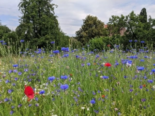 Trikolora - směs letniček (100g)