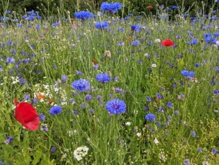 Trikolora - směs letniček (20g)