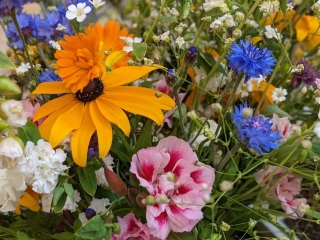 Pestrá kytice - směs letniček k řezu (20g)