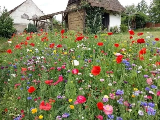 Strakonická louka, 100 g, 20-50 m2