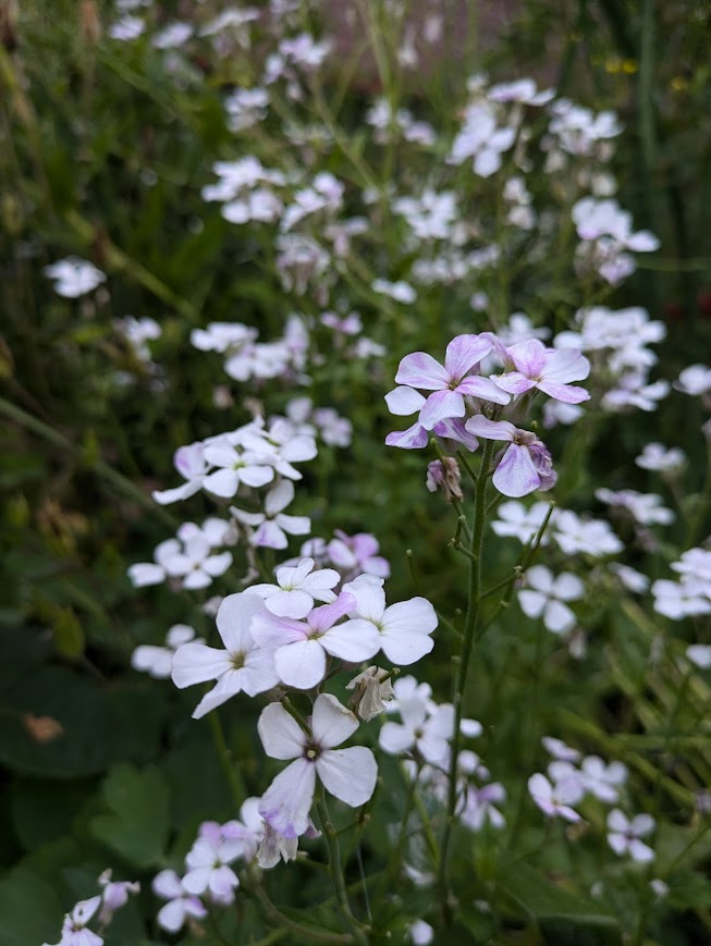 hesperis matronalis večernice vonná