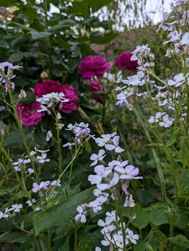 večernice vonná hesperis matronalis